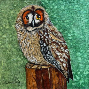 Barred Owl
